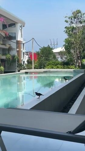 Sunny morning pool scenes, mynah bird spotted in Choeng Thale