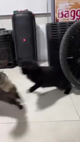 In an indoor setting, two cats are visible. One is a tabby cat with dark gray stripes and the other is a black cat. The tabby cat initially stands with its back arched, facing the black cat. The black cat then walks away, its tail in the air. The tabby cat initially crouches as if poised to strike, but soon lowers itself to the floor and lies in place. The indoor space is lightly colored with white floor tiles. A gray object, a blue container, bags of cat food, and an air conditioning unit are visible in the background.