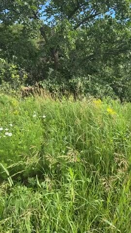This is a vertical video of a person walking through a field in Zagorsk, Russia. The scene is lush and green, with tall grass and wildflowers. In the foreground, there are various plants, including some white wildflowers and yellow flowers. In the background, there are trees and a clear blue sky. The path ahead is a dirt track through the field. The video appears to be taken on a sunny day, and the overall mood is peaceful and serene. There is no visible text in the video.