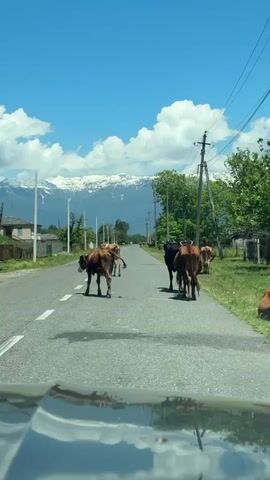 The video, filmed from inside a vehicle, captures a sunny day scene on an asphalt road with a single dashed white line. Several cows are casually walking and standing on the road, obstructing traffic. In the background, majestic snow-capped mountains stretch across the horizon under a clear blue sky dotted with fluffy white clouds. Green trees and power lines line both sides of the road, with glimpses of rural houses and fences.

A male voice speaking Russian states, "Это обычная ситуация здесь" (This is a normal situation here), indicating that livestock on the road is a common occurrence in the area. A young brown cow with a white face and a bell around its neck is prominent in the foreground, turning its head to look towards the camera's vehicle. Other cows, some dark brown/black and some lighter brown with white markings, are further down the road, slowly moving away from the camera. The reflection of the sky and clouds is visible on the vehicle's dashboard or hood in the lower part of the frame. Soft, melodic music plays throughout the video.

The scene depicts a typical rural road encounter in Akwaskia tshyts, Abkhazia, where free-roaming cattle are a part of the landscape. The weather is bright and clear, suggesting midday.