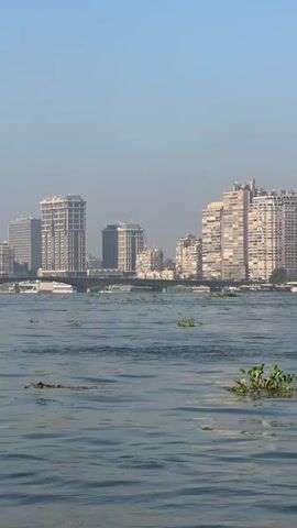This media file captures a scenic view of the Nile River in Cairo, Egypt. The foreground is dominated by the choppy, rippling blue water, with several clusters of green aquatic plants and some floating debris scattered across its surface. Beyond the river, a city skyline rises, characterized by numerous tall buildings, some appearing modern and sleek, others more traditional and densely packed. A bridge spans the river, connecting the two sides of the city, with a white boat visible passing underneath it.

The time of day appears to be morning or late afternoon, suggested by the clear, bright sky and the soft, diffused light. The atmosphere seems hazy, a common characteristic of urban environments, especially in warmer climates. The overall mood is one of urban vibrancy juxtaposed with the natural element of the river. There is no visible text in the media file.