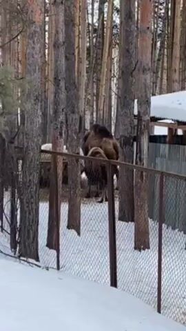 The video depicts two Bactrian camels, a species characterized by two humps, standing in a snow-covered enclosure. The enclosure is bordered by a chain-link fence, with tall pine trees forming the backdrop. One of the camels appears slightly larger than the other. A feeding trough is visible within the enclosure, and scattered hay is spread on the ground. A portion of a building structure is visible on the right side of the frame. The scene appears to be shot during daytime, based on the lighting conditions. A voice can be heard in the background, possibly interacting with the animals.