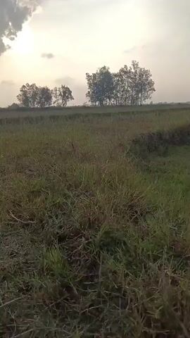 A handheld video captures an outdoor scene with a field of grass in the foreground. The sun is visible in the sky, partially obscured by clouds. Trees line the horizon in the background. The camera appears to be moving slowly, giving a sense of walking through the field. The lighting suggests it might be either sunrise or sunset. No people or distinct objects are clearly discernible in the video.