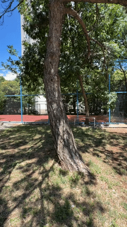 Man performs athletic move around tree in Podgorica