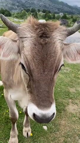 A close-up video shows a person petting a brown cow in a rural outdoor setting. The cow has light brown fur, a white muzzle, and horns. A metal chain is visible around its neck. The person's hand, wearing a red jacket, gently strokes the cow's forehead, then moves to its neck and the base of its horn. The cow appears calm and cooperative, closing its eyes slightly as it is petted. In the background, other cows are visible grazing or walking, along with a few scattered buildings and lush green mountains under a bright sky. The scene is consistent with a farm or village in Korita, Montenegro. A voice can be heard saying "Khoroshaya," which means "good" or "nice" in Russian.