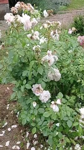 The video shows a close-up view of a garden. The first scene focuses on a bush with white roses, some of which appear wilted. The second scene pans to a patch of small yellow flowers and green foliage. The third scene shows a dense green bush with some yellow leaves visible. The fourth scene highlights a bright yellow bush with small leaves, juxtaposed with green foliage. The final scene features two vibrant pink and white roses with dark green leaves, and a portion of the yellow bush is still visible. The overall impression is of a well-maintained garden with a variety of flowering plants and bushes, suggesting a summery or late spring setting.