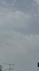 Bird flock spotted over Kiryat Bialik on overcast morning
