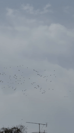 Bird flock spotted over Kiryat Bialik on overcast morning