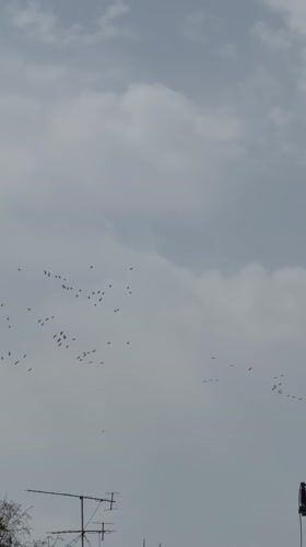 Bird flock spotted over Kiryat Bialik on overcast morning