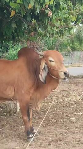 The video shows a light brown Brahma cow standing in an enclosed, sandy area. The cow is tied with a rope halter and has a slight hump on its back. It stands under the shade of a green tree with thick foliage. In the background, there's a partial view of a white fence. The ground around the cow is covered with dry grass or hay. The scene is set during the day.