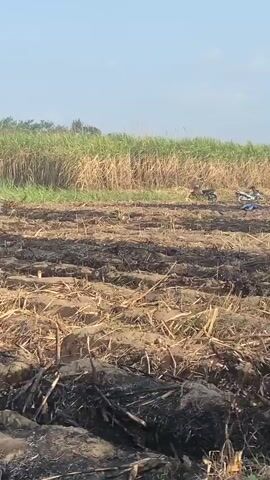 The video shows a dry, harvested field with rows of scorched stubble. In the background, a tall, green sugarcane crop stands against a clear blue sky. Several people are present in the field, along with two motorcycles and what appears to be a large white bag in the foreground. One person is bending over near a motorcycle, possibly working on it. Two other individuals are standing further back, one of whom is wearing a white shirt and plaid pants, and the other a green vest and plaid pants. They appear to be conversing or observing the scene. The ground is uneven and appears to be dry earth mixed with remnants of the harvested crop. The overall impression is of a rural agricultural setting after a harvest, possibly with some residue from a controlled burn or natural drying.