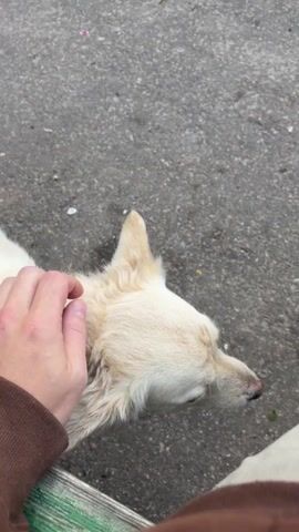 A person's hand with a brown sleeve pets a light-colored dog sitting on the ground near a bench. The dog is looking down, and its ears are perked up. The ground is made of asphalt. The dog has a colorful collar.