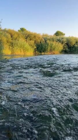 The video shows a first-person perspective of moving through a shallow, fast-flowing river. The water is clear, with visible ripples and bubbles, and the riverbed is not discernible. The banks of the river are lined with dense vegetation, including reeds and trees, which appear to be bathed in the warm light of the setting sun. The sky above is a clear, pale blue. The camera is at water level, providing a close-up view of the river's surface. The movement suggests the person is walking or wading downstream.