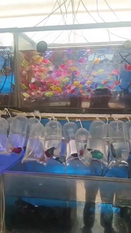 The video displays a pet store, focusing on fish for sale. In the foreground, numerous clear plastic bags filled with water and individual fish are hanging from a rack. Each bag contains one fish, likely a betta or similar small variety, and their colors vary, including red, blue, and green. Below these hanging bags, another aquarium is visible, containing several dark-colored fish swimming. In the background, two large glass aquariums are shown. The left aquarium houses several bright orange goldfish and some black fish. The right aquarium is filled with a large school of small, vibrantly colored fish, predominantly pink, yellow, green, and blue. The lighting suggests an indoor setting, possibly under artificial light or natural light filtering through a roof. The overall impression is of a bustling fish market or pet shop environment.