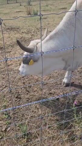 A white cow with short, dark horns and a yellow tag in its ear is visible in the foreground, positioned behind a wire fence. The cow is looking towards the left side of the frame and appears to be in a field. The ground is dry and dusty, with patches of sparse brown grass. In the background, several more white cows are scattered across the field, and a line of trees can be seen in the distance under a bright, clear sky. The video is shot from a slightly low angle, looking up at the cow.