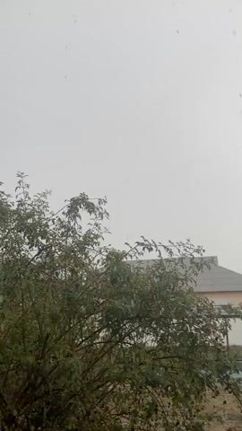 The video shows a tree with green leaves and branches against a gray sky. It appears to be raining, as there are visible raindrops falling. In the background, a house with a gray roof is visible. The overall scene is overcast and appears to be outdoors.