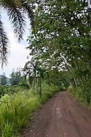 The video pans across a landscape featuring rolling green hills under a cloudy sky. In the foreground, a dirt path winds through lush greenery and scattered trees. To the left, a wooden sign with an arrow points upwards, and text is partially visible below it. A tall palm tree stands to the left of the sign. The scene appears to be a rural or park-like environment.
