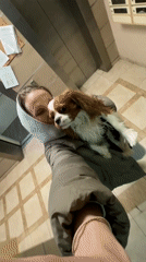 Woman walks, photographs Cavalier King Charles Spaniel in Khimki