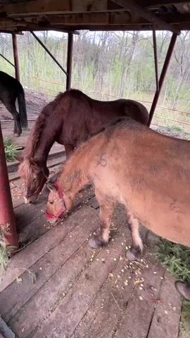 Two horses are seen eating under a shed-like structure with a metal roof and wooden floor. The horse in the foreground is a lighter brown or tan color with a dark mane and tail, wearing a red halter. It is eating scattered feed and green sprigs from the wooden floor. A darker brown or reddish-brown horse is in the background, also eating from the floor and wearing a white halter. The ground is covered with scattered pieces of what appears to be feed or treats. Beyond the shed, trees and greenery are visible, indicating an outdoor setting. The scene takes place in Sanatoriya Yumatovo Imeni 15-Letiya Bassr, Russia.