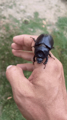 Person holds large black beetle in Venezuela