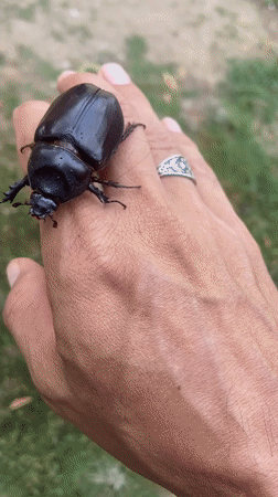 Person holds large black beetle in Venezuela