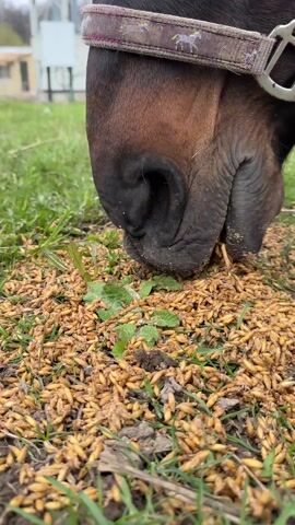 A close-up shows a brown horse with a black nose eating grains off the ground. The horse wears a headstall with a decorative band. The ground has patches of grass and dirt mixed with the scattered grains. The horse's nose moves as it eats.