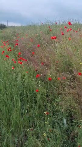 The video shows a field of wildflowers, predominantly red poppies, with some yellow flowers mixed in. The camera pans across the field, showcasing the density of the flowers and the tall green grass surrounding them. The sky is overcast, suggesting it might be early morning or late evening. There are a few small trees visible in the background.