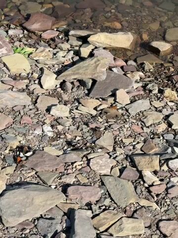 This video shows a close-up, overhead view of a rocky, dry riverbed or shoreline, likely in Ust'-Abakan, Russia. The ground is covered with a variety of stones and pebbles in shades of grey, brown, red, and tan. The water's edge is visible at the top of the frame, with the water appearing clear and reflecting the sunlight. The scene is bathed in bright sunlight, suggesting it is daytime, likely mid-morning or afternoon.

The primary subjects are numerous butterflies, of various species, gathered on the rocky terrain. Several butterflies are visible with their wings open, displaying intricate patterns in shades of orange, white, and blue. Some are perched on individual stones, while others are clustered together, particularly around small patches of dirt or damp soil. A few larger, more muted brown and grey butterflies are also present, blending in with the rocky environment. The butterflies appear to be resting, possibly seeking minerals from the soil or warmth from the sun.

There are no people or man-made objects visible in the footage. The overall mood is peaceful and natural, highlighting the delicate beauty of the butterflies against the rugged, natural landscape. The time of day is evident from the strong shadows cast by the rocks and the bright, direct sunlight. The location is suggested by the mention of Ust'-Abakan, Russia, which implies a setting in this region. No visible text is present in the video.