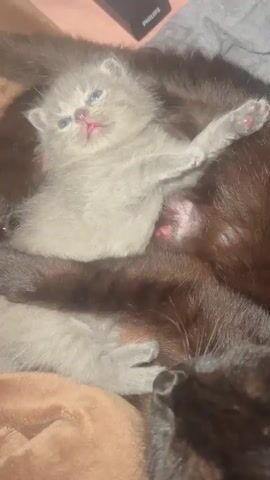 The video shows a close-up of a very young, light gray kitten sleeping deeply on top of a larger dark brown cat. The kitten is lying on its back with its eyes closed and mouth slightly open, revealing a pink tongue. Its right front paw is stretched out above its head. Another gray kitten's paw is visible near the bottom left of the frame, resting on the brown cat's fur. The brown cat appears to be the mother, as it is curled up and providing warmth for the kittens. The background is blurred, but suggests a soft surface, possibly a blanket or bed. The lighting is dim, creating a warm and intimate atmosphere.