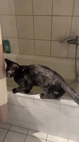 A black cat with a grey undertone walks along the edge of a bathtub. The cat moves from left to right, looking down into the tub. It then turns its head to the left and walks towards the sink. The cat pauses at the sink, looking down. The cat then jumps onto the sink. The cat then jumps off the sink and back onto the edge of the bathtub, and it walks off-screen to the right. The bathtub is partially filled with water. The walls are tiled. A shower curtain hangs on the left side of the bathtub.