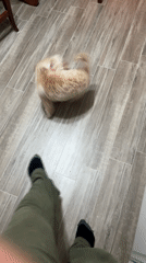 Small dog plays around owner's feet in Belgrade home