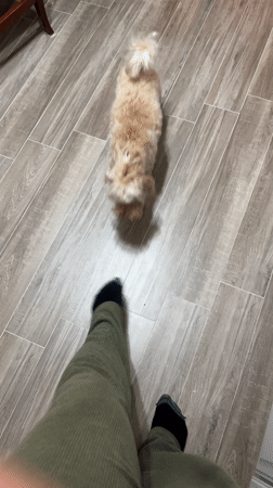 Small dog plays around owner's feet in Belgrade home