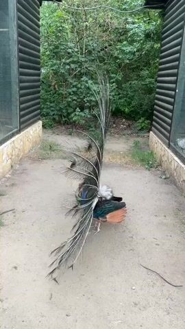 A peacock displays its fanned tail feathers in an outdoor enclosure. The peacock is predominantly blue and green. The enclosure appears to be a dirt ground with a sandy path. There are wooden fences on either side of the peacock, with green foliage in the background. The camera is positioned in front of the peacock, capturing its full display. The video is a still shot, and no movement or action is observed besides the peacock's display.