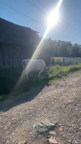 The video shows a white cow grazing near a wooden building and a dirt road. The sun is shining brightly, creating a lens flare effect. There is a fence and trees in the background. The camera pans slightly, showing the cow and its surroundings.