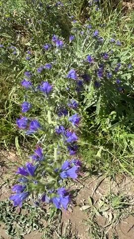 The video shows a close-up, shaky view of a patch of purple flowers growing in dry, patchy grass and dirt. The flowers are vibrantly colored and clustered on green stems. The camera moves slightly, shifting focus between different clusters of flowers and the surrounding foliage. The lighting suggests a sunny day.