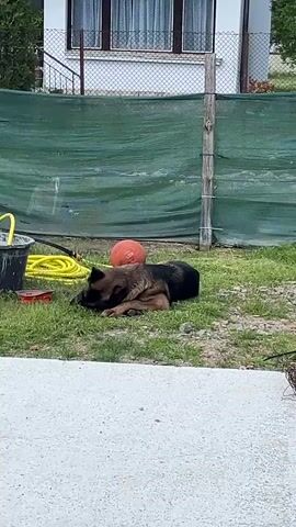 The video shows a medium-sized dog, possibly a German Shepherd mix, lying on grass in a yard on a partly sunny day. The dog is mostly black with tan markings. It is curled up on the grass, seemingly resting. Behind the dog is a green mesh fence, and beyond that is a white building with windows. Near the dog are a black bucket, a yellow garden hose, and an orange ball. The camera is stationary, providing a medium shot of the scene. The ground in the foreground is a concrete patio. A buzzing sound is audible in the background.
