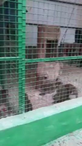 The video shows a green metal cage with several monkeys inside. The monkeys are mostly brown and are moving around inside the cage. The ground of the cage is light-colored and seems to be made of dirt or sand. There is a small red object, possibly a food container, inside the cage. A person's laugh can be heard off-camera.