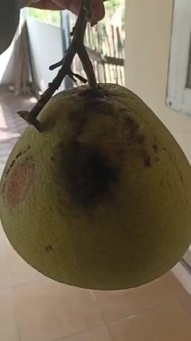 A close-up shot shows a person's hand holding a green pomelo fruit suspended from a branch. The pomelo has some brown and dark spots on its surface, suggesting it may be ripening or have minor blemishes. The background is slightly blurred, but appears to be an outdoor or semi-outdoor setting with tiled flooring and a wall with a window. The lighting is natural, indicating daytime. The video is brief, focusing solely on the fruit and the hand holding it.