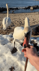 Swans spotted on snowy East River beach in NYC