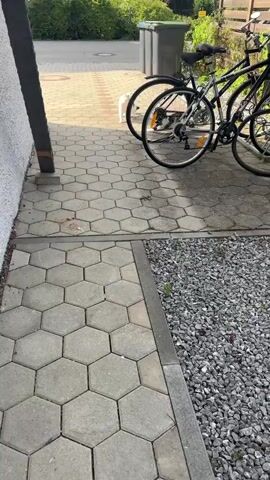 Two cats interact near a white building and bicycles. The first cat, a black and white calico, leaps from the left side of the frame, appearing to climb the building's wall. The second cat, a white cat with black spots, stands facing the calico cat on a hexagonal paved area. The calico cat lands and turns, its tail raised. The white cat remains stationary, looking at the other cat. The environment includes two bicycles parked to the right, a grey trash bin in the background, and lush green foliage. The ground is covered in grey hexagonal paving stones and gravel on the right side.
