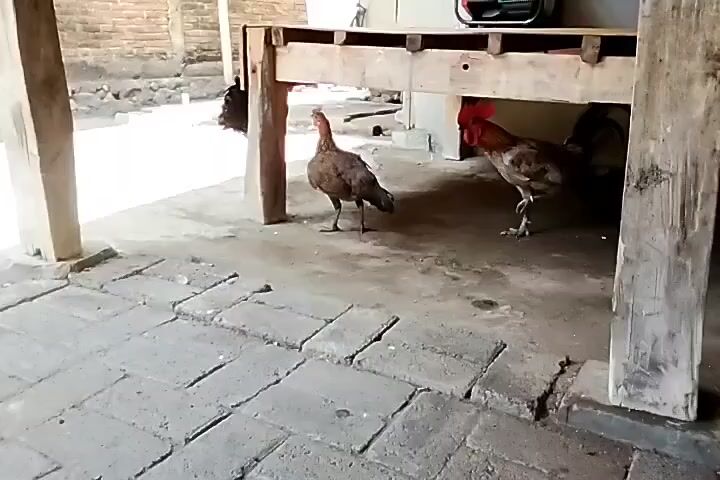 Two chickens are visible in the video. One is a brown hen standing under a wooden structure. The other is a rooster with red and brown feathers also under the same structure. The ground is paved with large, square stones. The environment appears to be outdoors, possibly a farmyard or backyard, with a brick wall visible in the background. The lighting suggests it is daytime.