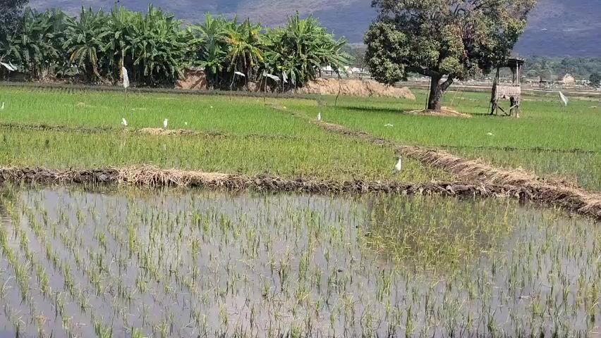 The video presents a scenic view of a rice paddy field, with young rice plants growing in the water-filled sections. In the background, banana trees and a large tree stand along the edge of the field. Several white birds, likely egrets, are visible among the plants. White flags are sporadically placed throughout the field, presumably to deter birds. In the distance, rolling hills and a cloudy sky complete the landscape. The camera pans across the field, providing a wide view of the landscape.