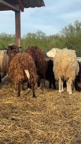 The video shows a group of sheep standing on a bed of straw, under the partial cover of a wooden structure. The sheep are of varying colors: brown, black, and white. The background includes a green fence line and some trees under a pale blue sky. The light suggests it is late afternoon or early morning. The sheep stand relatively still.