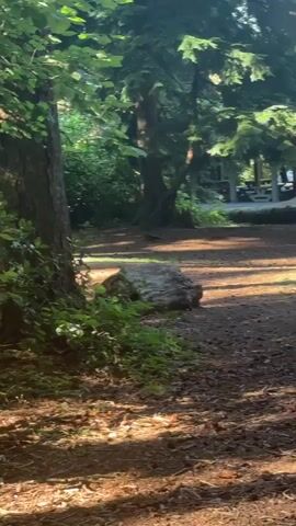 The video shows a wooded area with trees, foliage, and a dirt path. Sunlight filters through the trees, creating dappled light on the ground. In the background, there appears to be a picnic area with tables and benches. A small, dark-colored animal, possibly a squirrel or a bird, is visible on the ground near a large rock. The camera is positioned at ground level, looking towards the back of the wooded area.