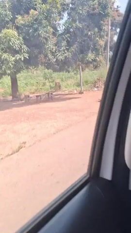 The video shows a view from inside a moving vehicle. Initially, the landscape is visible through the side window, featuring trees, grassy areas, and a dirt road. A man is seen walking past, next to a stack of tires. Then the view shifts to focus on the vegetation outside the window. The video concludes with a close-up of the back of a dark-colored car seat.