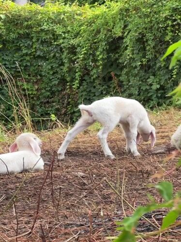 Two lambs resting together in a field near Erba