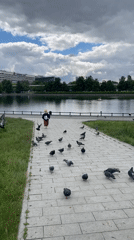 Child feeds pigeons in urban park near lake