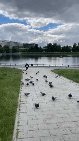 Child feeds pigeons in urban park near lake