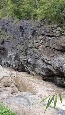 A video shows a natural landscape with a river flowing through a rocky gorge. The river water is murky brown, indicating it might be carrying sediment or be swollen from recent rain. Steep, dark gray rock walls rise on either side of the river, showing layered formations and some erosion. The tops of the gorge are lined with lush green trees and vegetation. The camera appears to be positioned on a rocky ledge overlooking the river, with some green plants and grasses in the foreground. There are no people or artificial objects visible in the video. The overall impression is one of a wild, natural environment.