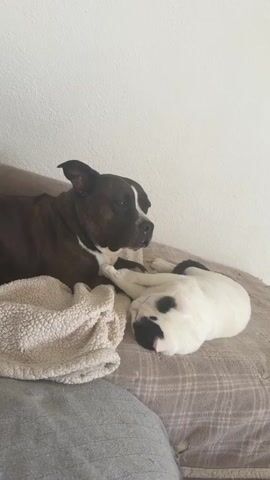 The video shows a dark brown dog with a white patch on its chest lying on a brown plaid couch, next to a white cat with black markings. The cat is curled up, seemingly asleep. A folded, light-colored blanket is to the left of the dog. The background is a plain white wall. The dog is looking off to the right.